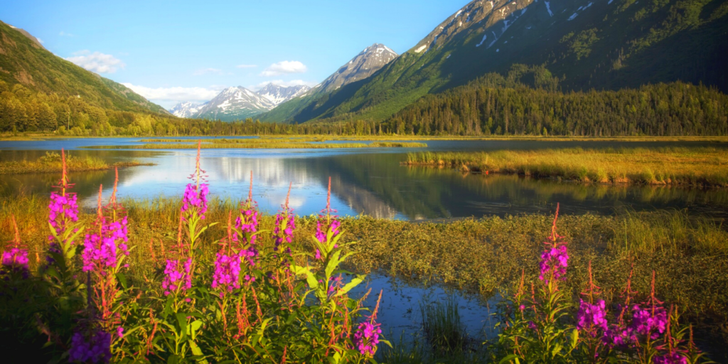 Alaska lake with pink wildflowers.