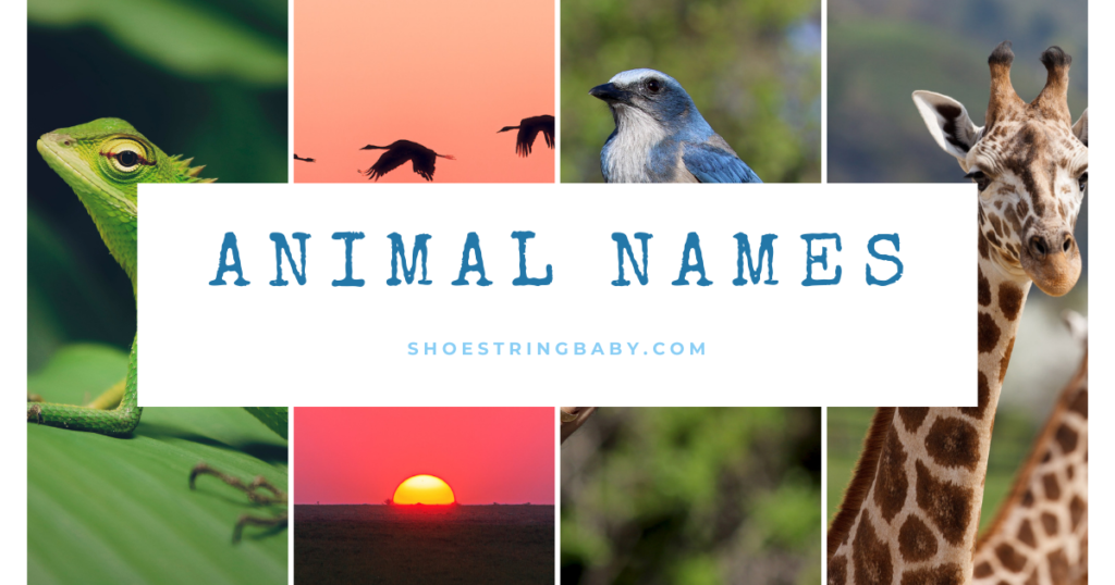 Animal-themed names with four pictures of animals in the background, including frog, two birds, and a giraffe