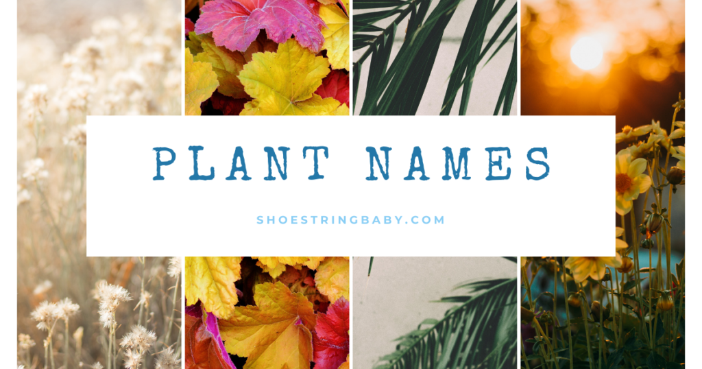 Plant inspired baby names with pictures of flowers and leaves