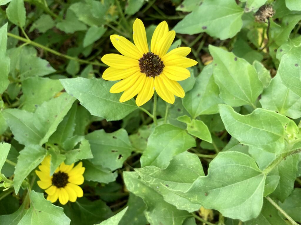yellow sunflower and leaves