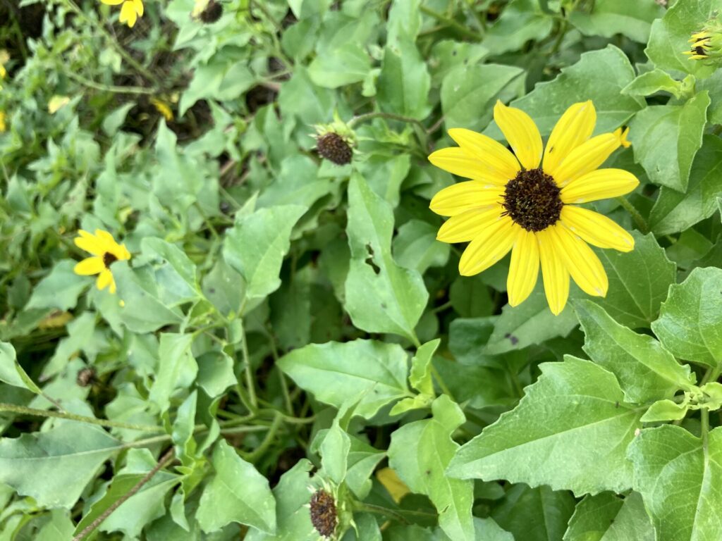 one sunflower amongst leaves