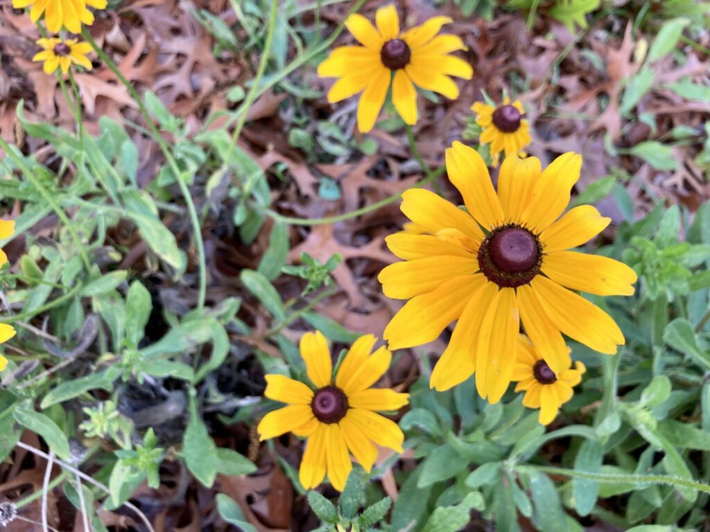 golden colored sunflowers