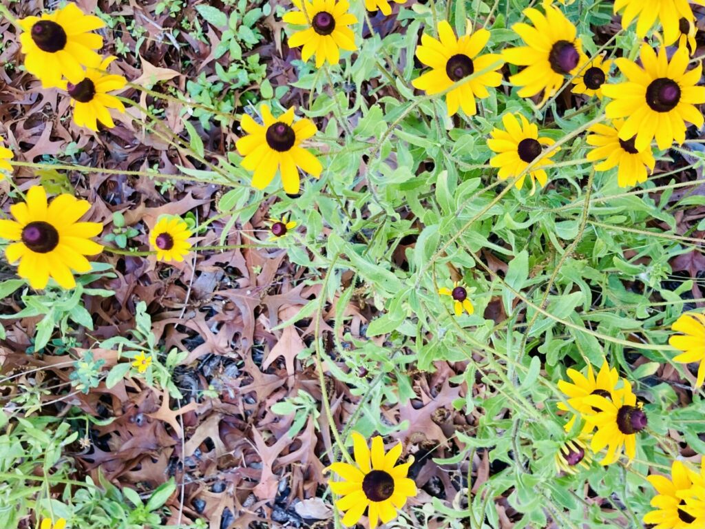 patch of prairie sunflowers