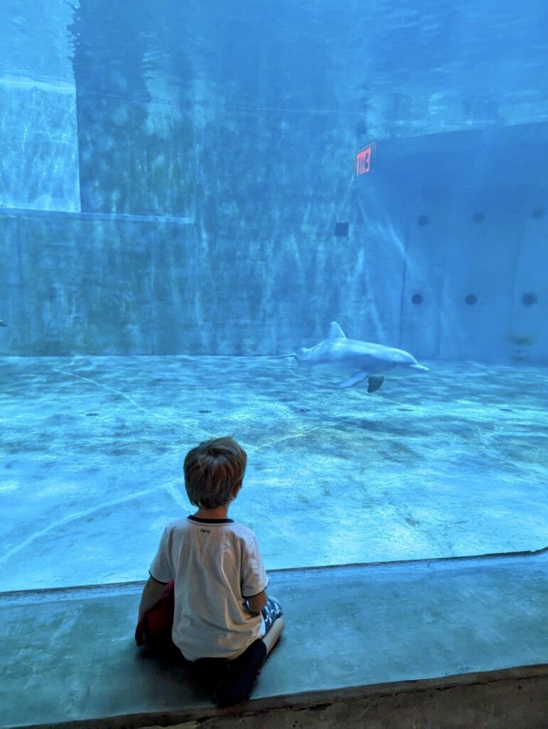our toddler watching a dolphin at the aquarium