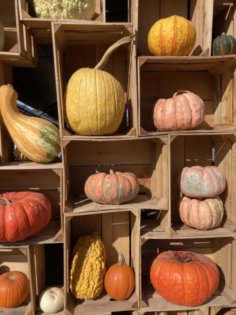 crates stacked to make a wall with decorative gourds and pumpkins in each